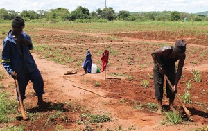 Farmers in the site of Chipata, Zambia